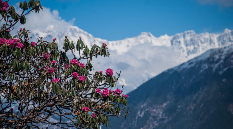 Rhododendron (Rhodo)—- Buransh flower- State flower of Uttrakhand